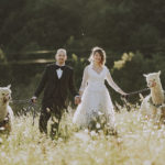 Servizio fotografico matrimonio Mugello con Alpaca