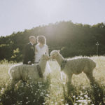 Servizio fotografico matrimonio Mugello con Alpaca