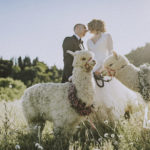 Servizio fotografico matrimonio Mugello con Alpaca