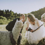 Servizio fotografico matrimonio Mugello con Alpaca