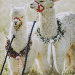 Servizio fotografico matrimonio Mugello con Alpaca