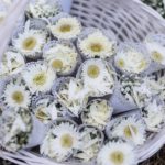 Lancio dei petali